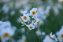③ 葛西臨海公園の水仙