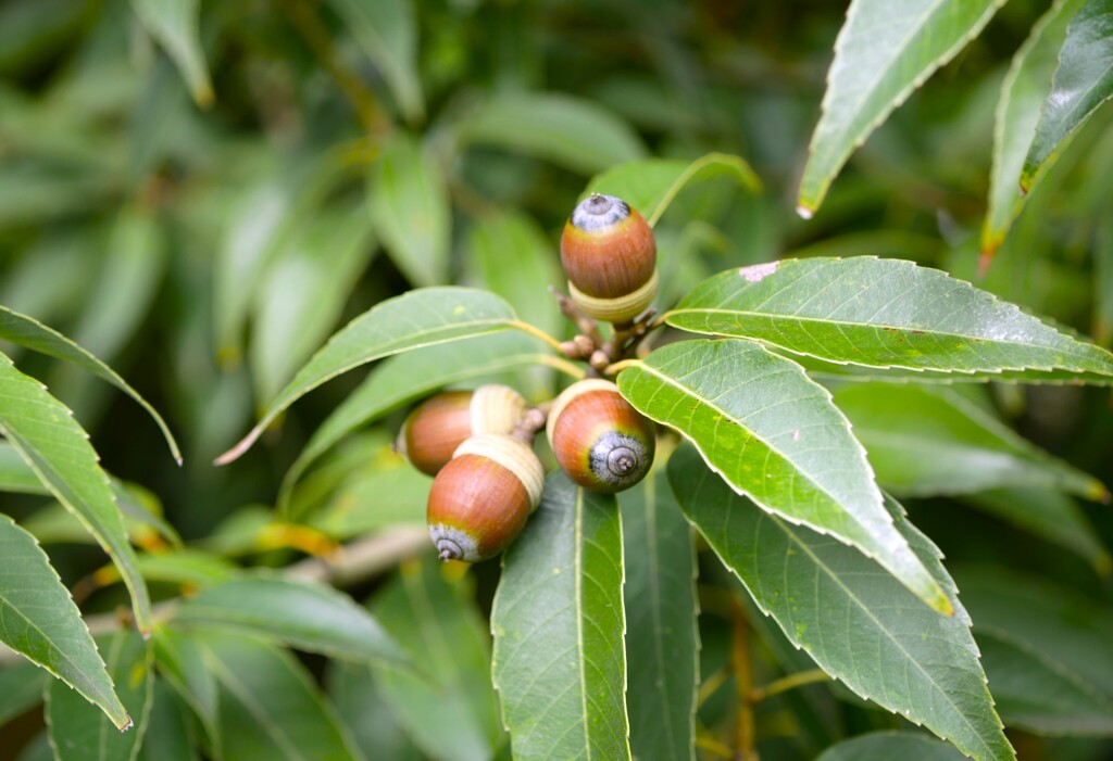 ドングリが・・・