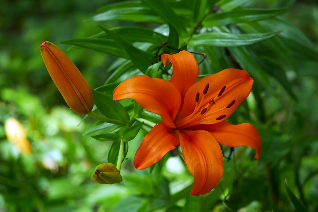 ユリの花が咲き始めました。（2）