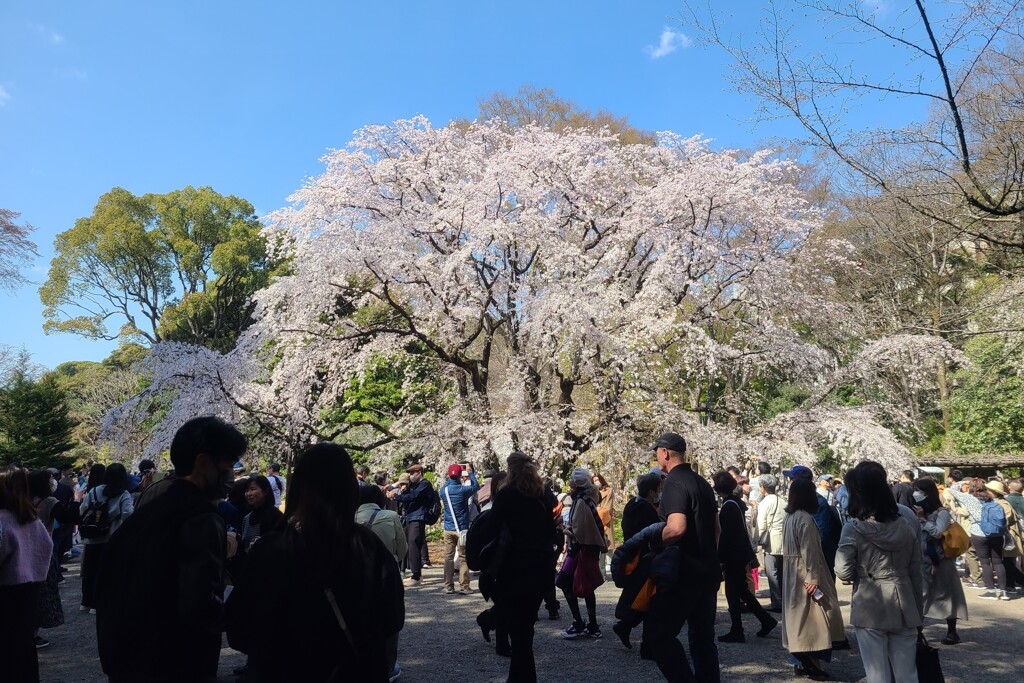 ちなみに 昨年の「六義園のしだれ桜」です。