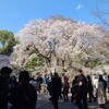 ちなみに 昨年の「六義園のしだれ桜」です。