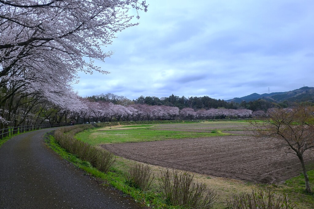 桜並木（2）