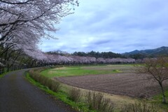 桜並木（2）