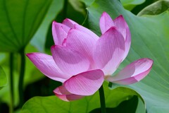 蓮池に咲く ― ハスの花 ②