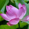 蓮池に咲く ― ハスの花 ②