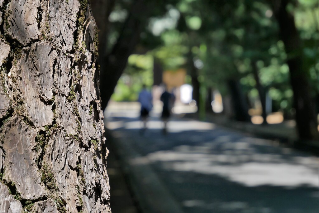 豪徳寺参道の松並木にて