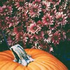 ハロウィン