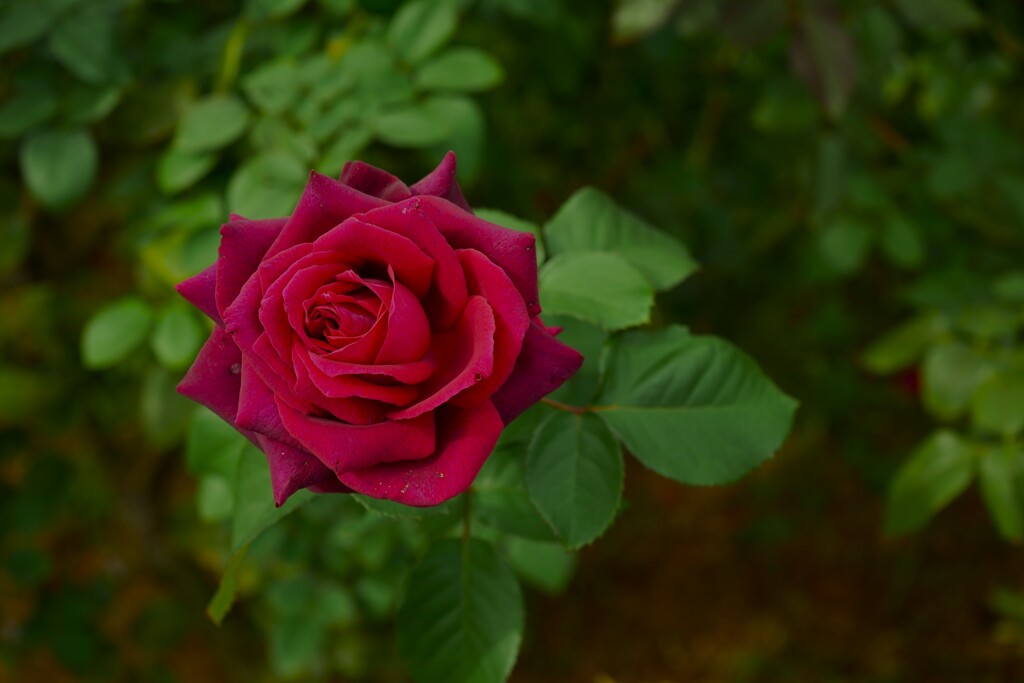 谷津バラ園の薔薇 （2）