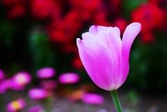 近くの公園に咲くチューリップの花