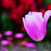 近くの公園に咲くチューリップの花