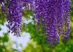 ⑦ 亀戸天神で藤の花を・・・