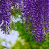 ⑦ 亀戸天神で藤の花を・・・
