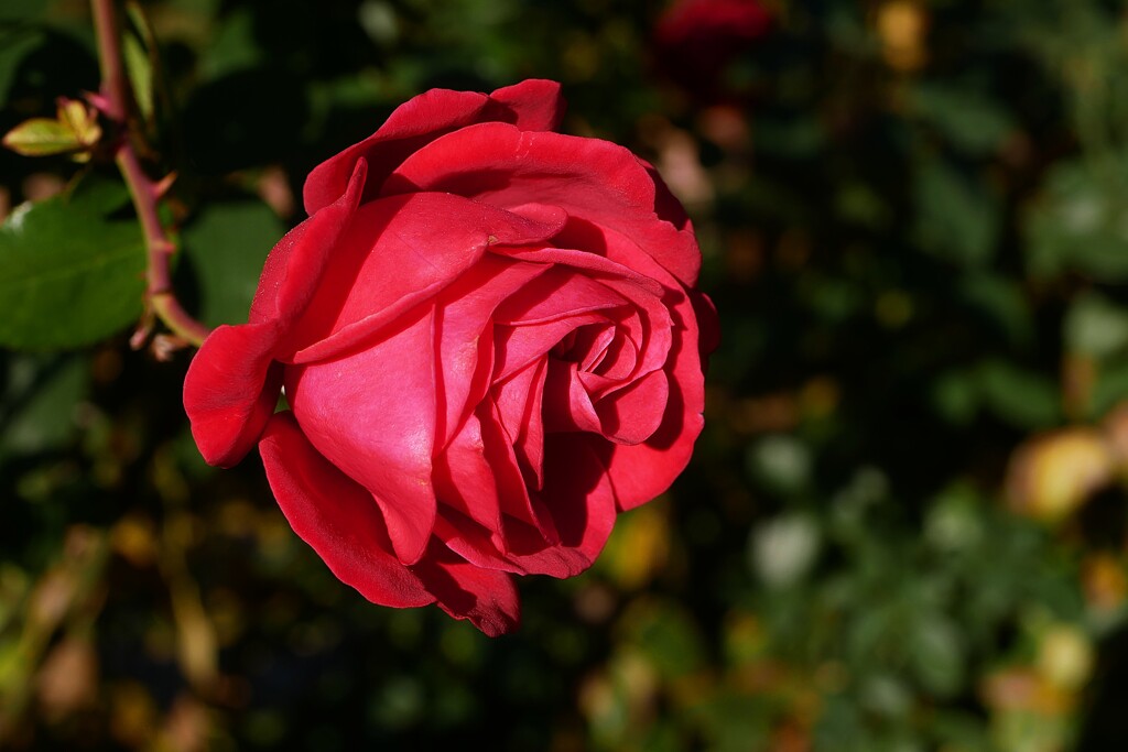 四季の香ローズガーデンの薔薇 ⑦