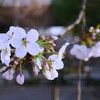ソメイヨシノが咲いた！