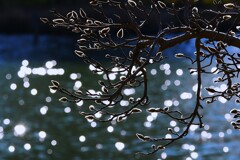 上の池にて