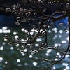 上の池にて