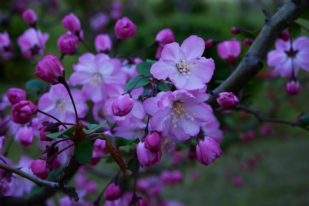 ハナカイドウの花が・・・