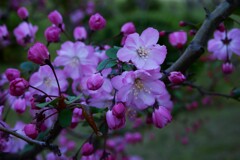 ハナカイドウの花が・・・