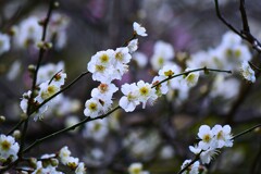 ② 荏原神社の白梅