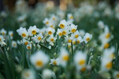 ② 葛西臨海公園の水仙