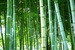 竹林