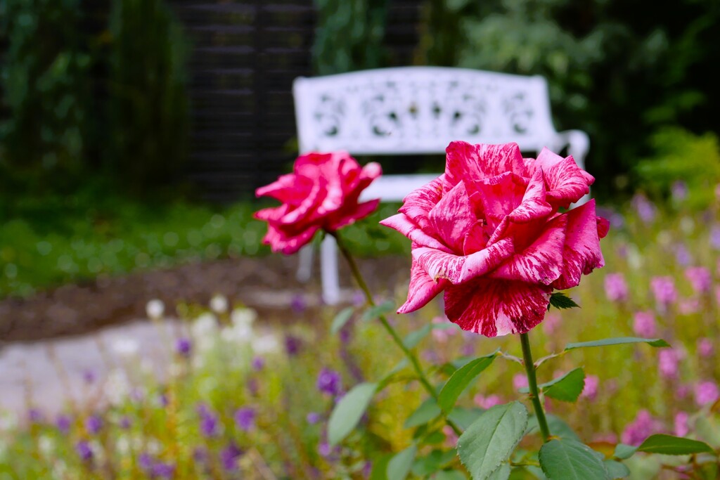 谷津バラ園の薔薇（11）