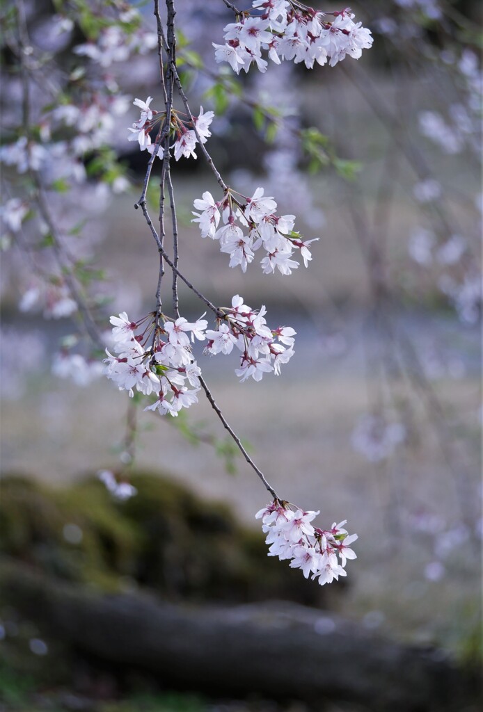 しだれ桜（1）