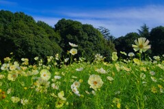 ②「みんなの原っぱ」の南花畑にて