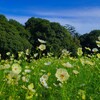 ②「みんなの原っぱ」の南花畑にて
