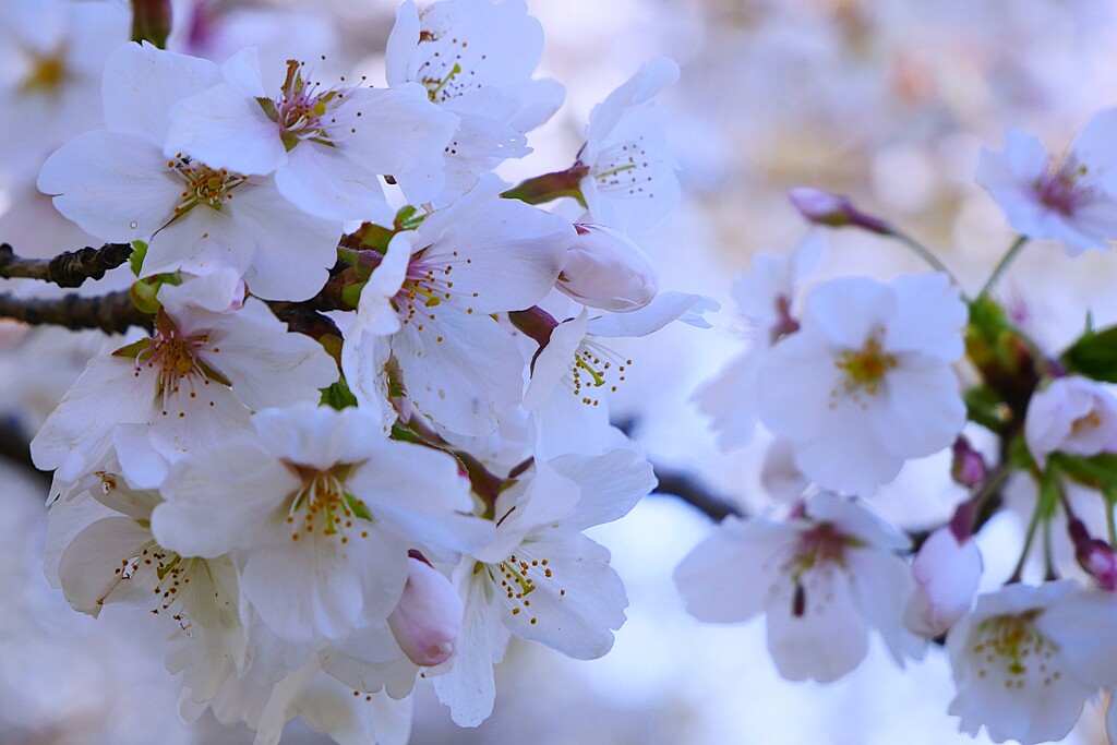 ② 城址公園の桜