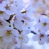 ② 城址公園の桜