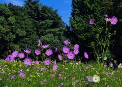 ①「みんなの原っぱ」の南花畑にて