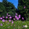 ①「みんなの原っぱ」の南花畑にて