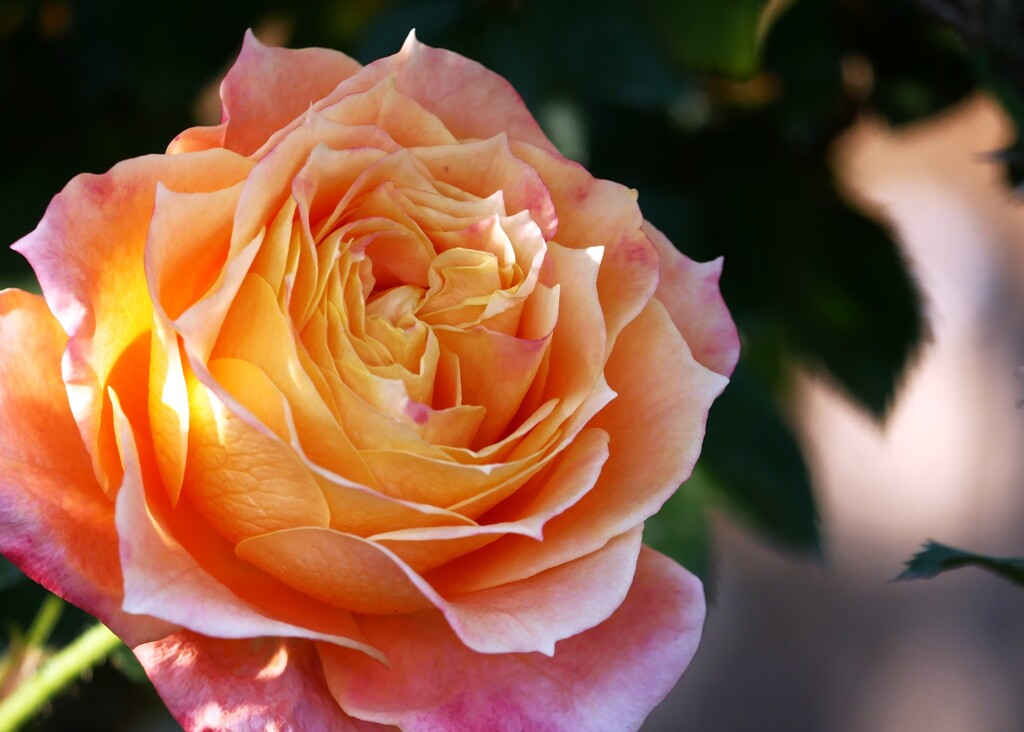 ① 秋薔薇を撮る！