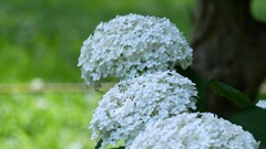 郷土の森あじさいまつり ④