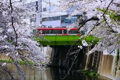 ② 桜と東京さくらトラム（都電荒川線）を撮る！
