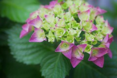 紫陽花（3）