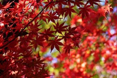 ③ 紅葉は、今が見頃でした。