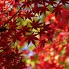 ③ 紅葉は、今が見頃でした。