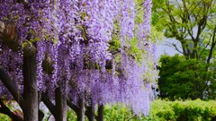 ⑥ 亀戸天神で藤の花を・・・