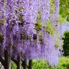 ⑥ 亀戸天神で藤の花を・・・