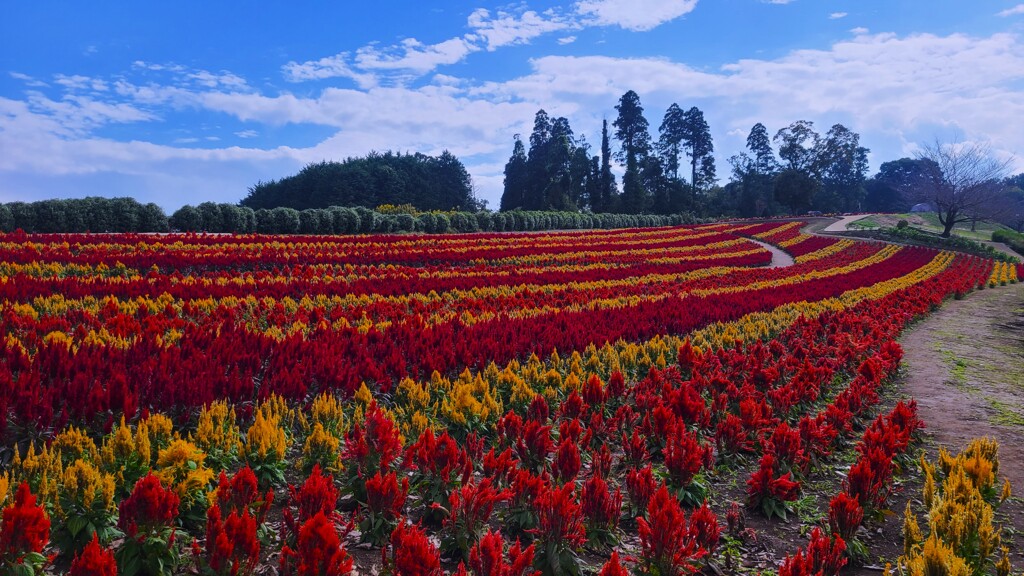 四季の丘に咲くケイトウの花
