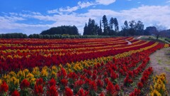 四季の丘に咲くケイトウの花