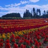 四季の丘に咲くケイトウの花