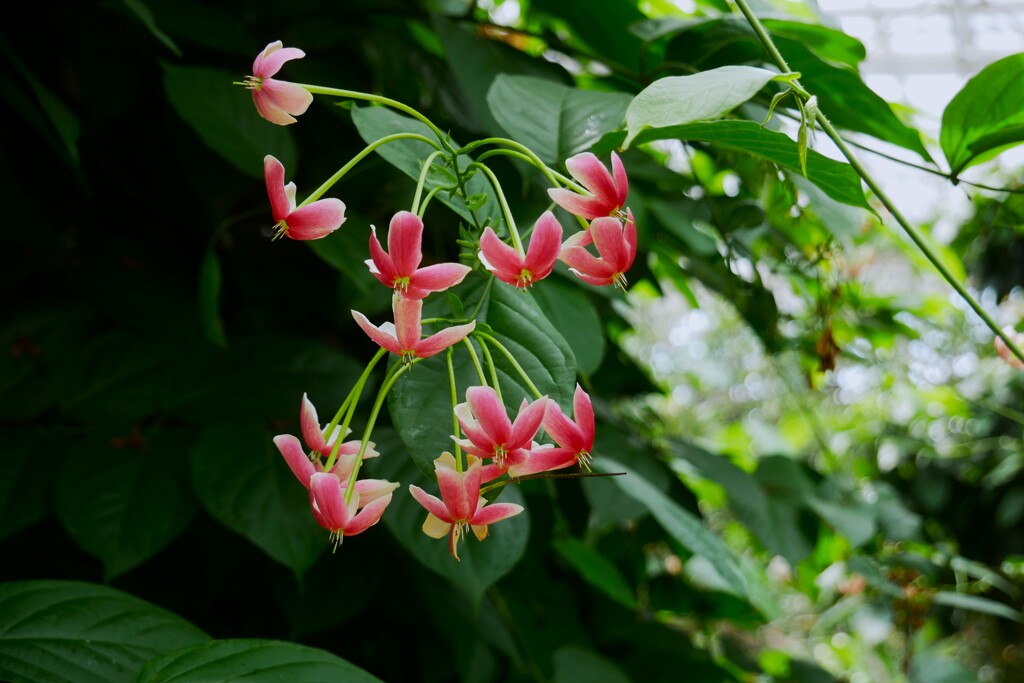 「大温室」の熱帯植物  ② シクンシ