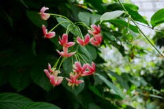 「大温室」の熱帯植物  ② シクンシ