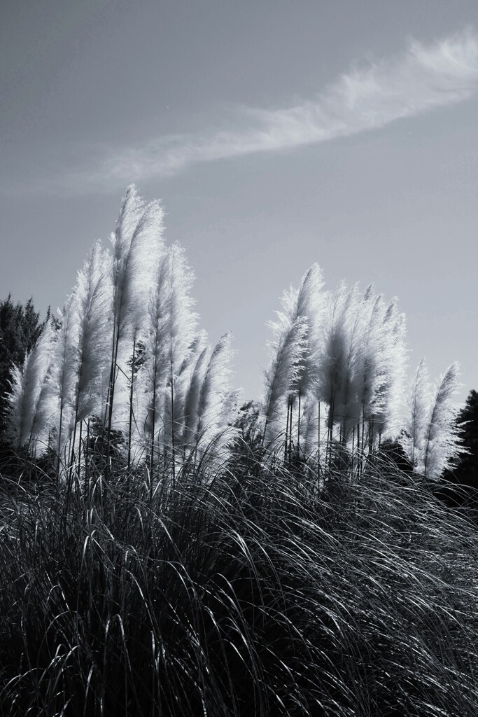 パンパスグラス（1）