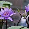 ムラサキの睡蓮