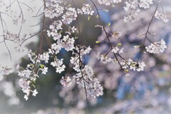 しだれ桜（2）