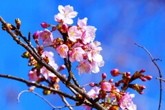 ① 善福寺公園の下池の桜が・・・